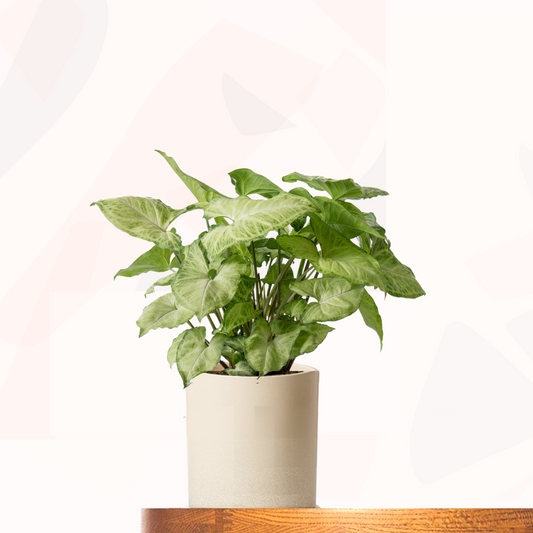 Syngonium podophyllum - White Butterfly