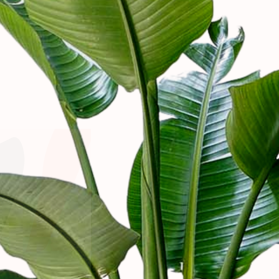 Strelitzia reginae - Bird of Paradise