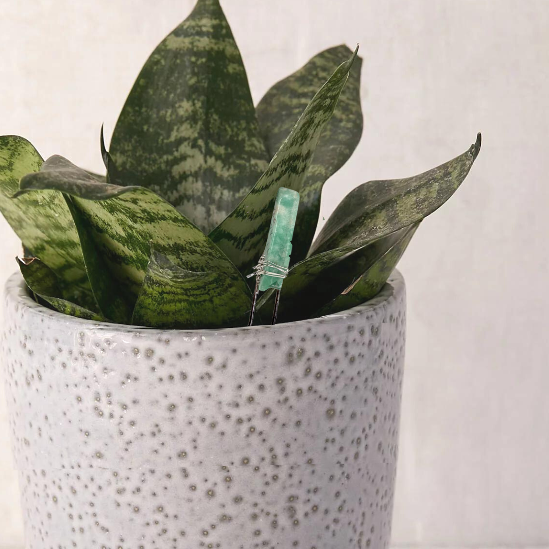 Crystal Houseplant Point