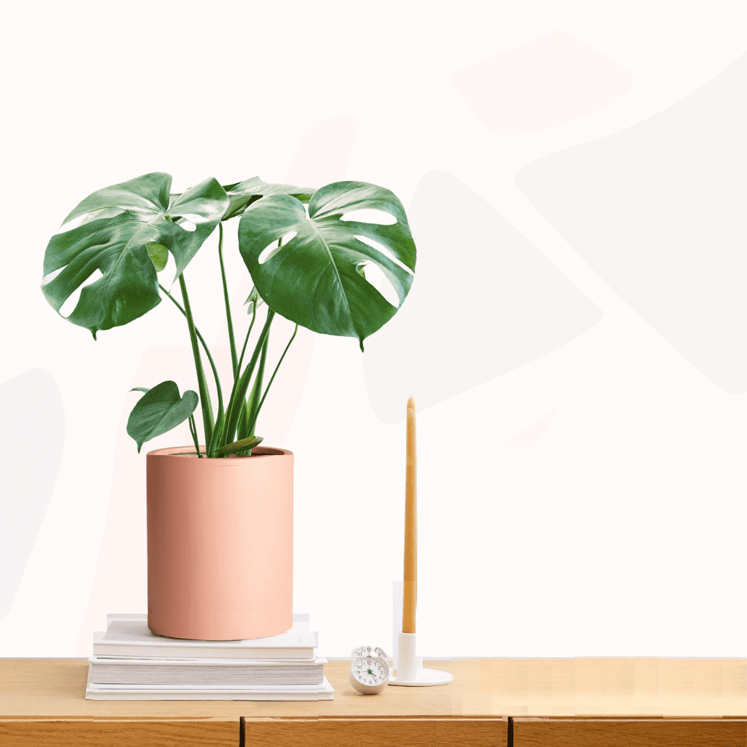 Monstera deliciosa - Fruit salad plant.