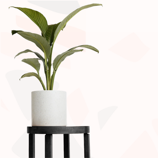 Spathiphyllum sensation (Peace Lily Sensation)