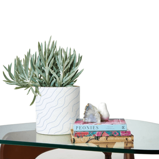 Senecio serpens - Blue Chalksticks - Le Botanist