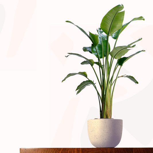 Strelitzia reginae - Bird of Paradise