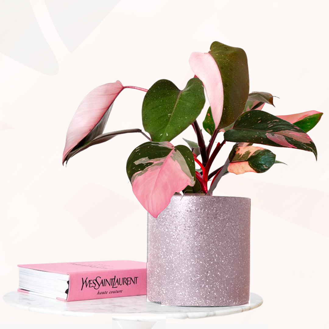 Philodendron erubescens - Pink Princess