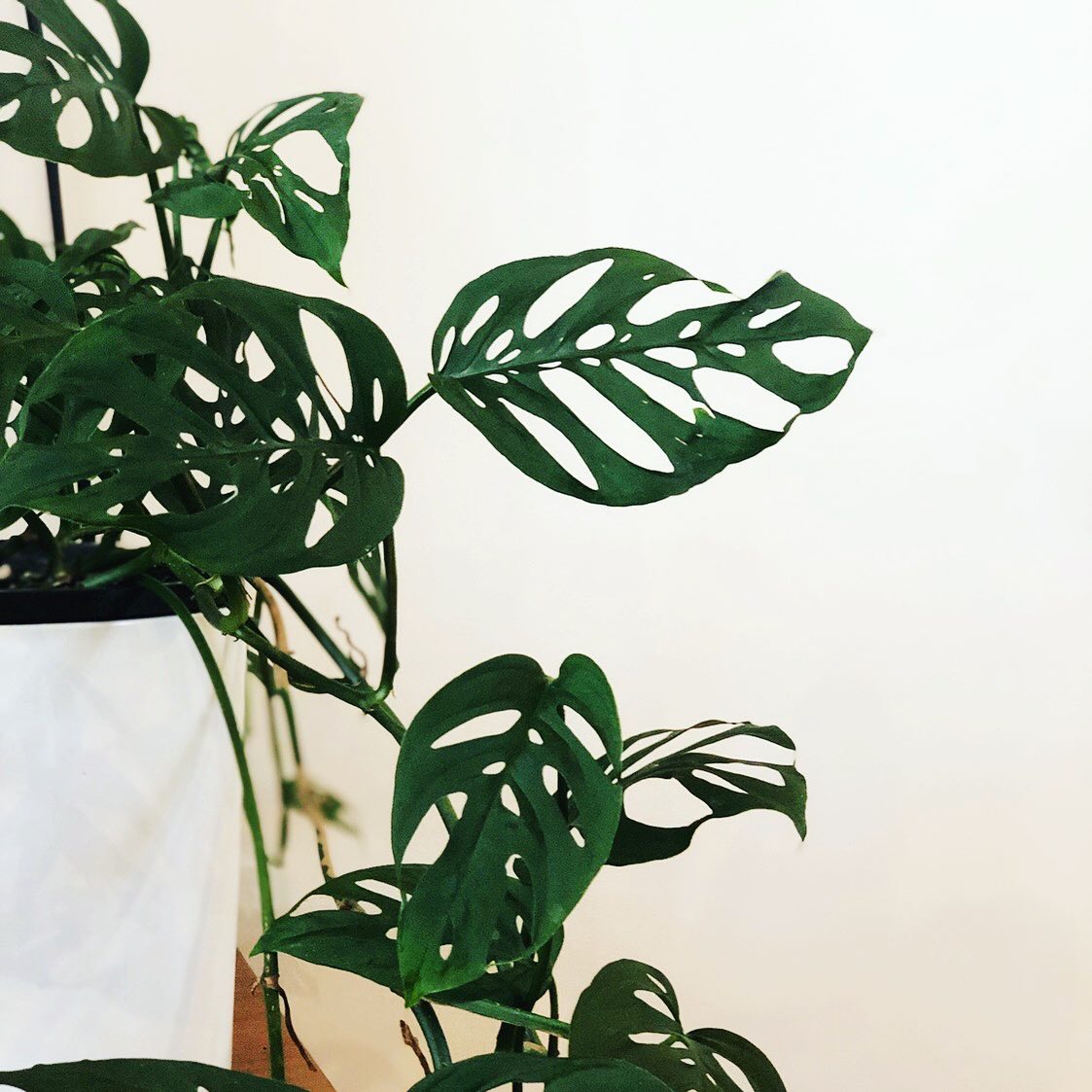 Monstera adansonii - Swiss Cheese Plant - Le Botanist