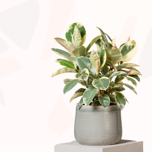 Ficus elastica - Tineke (Rubber Tree)