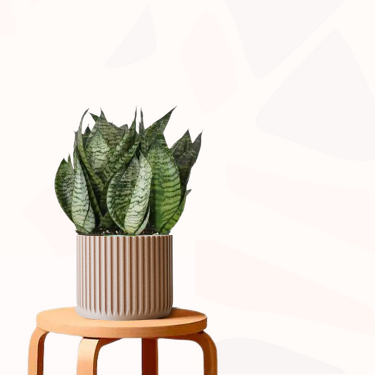 Sansevieria trifasciata 'Hahnii' - Dwarf Mother-in-law's tongue | Bird's Nest Sansevieria