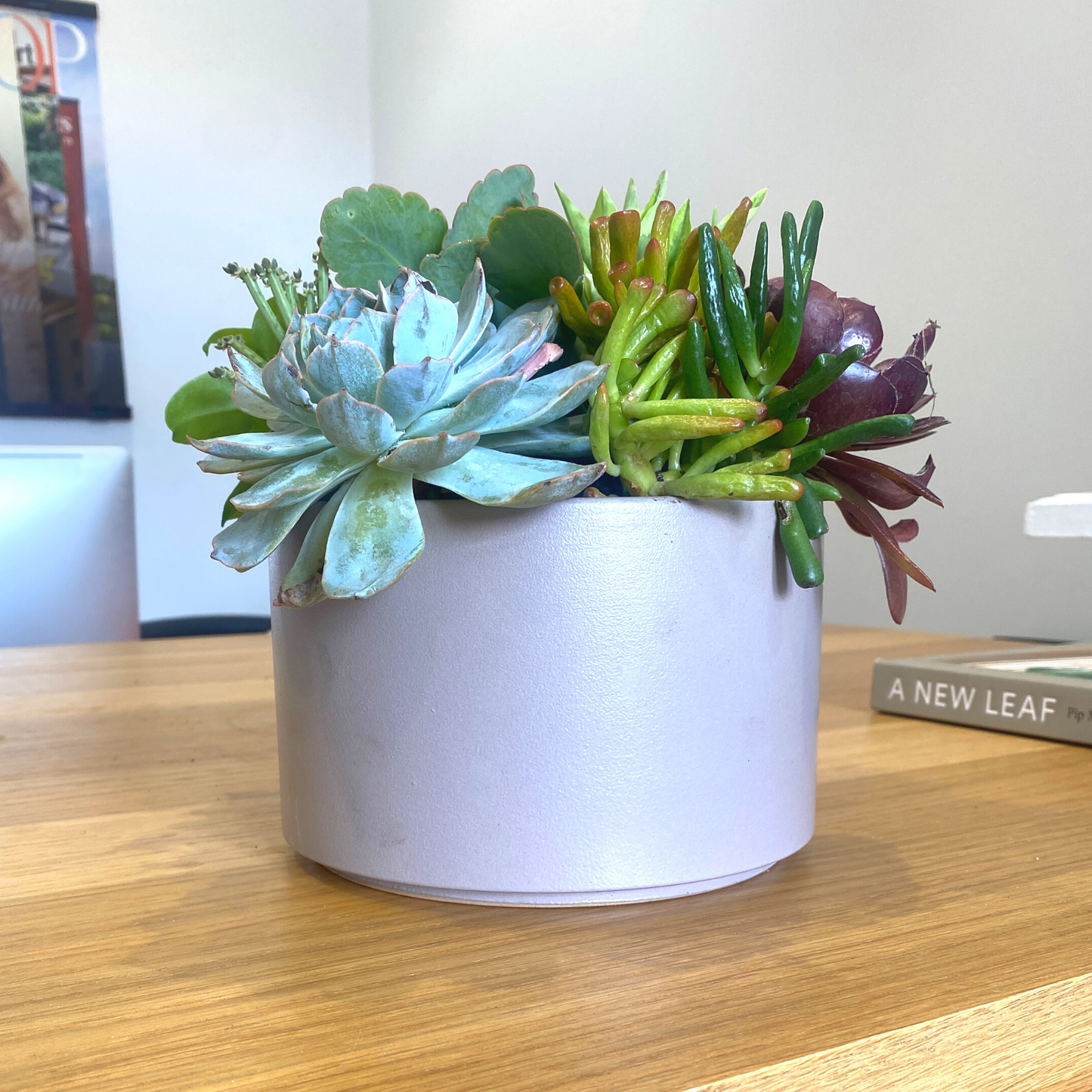 The Bud - Succulent Bowl - Grey (21cm)