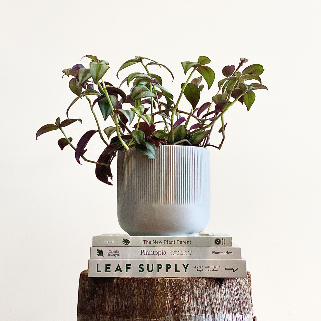 Tradescantia zebrina - Wandering Jew - Le Botanist