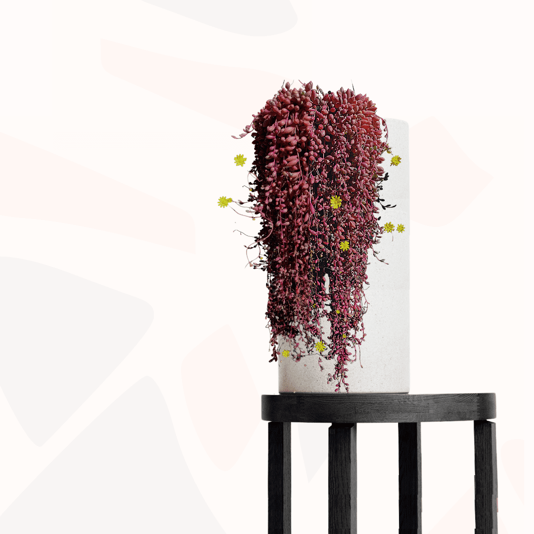 Othonna capensis - Ruby necklace.