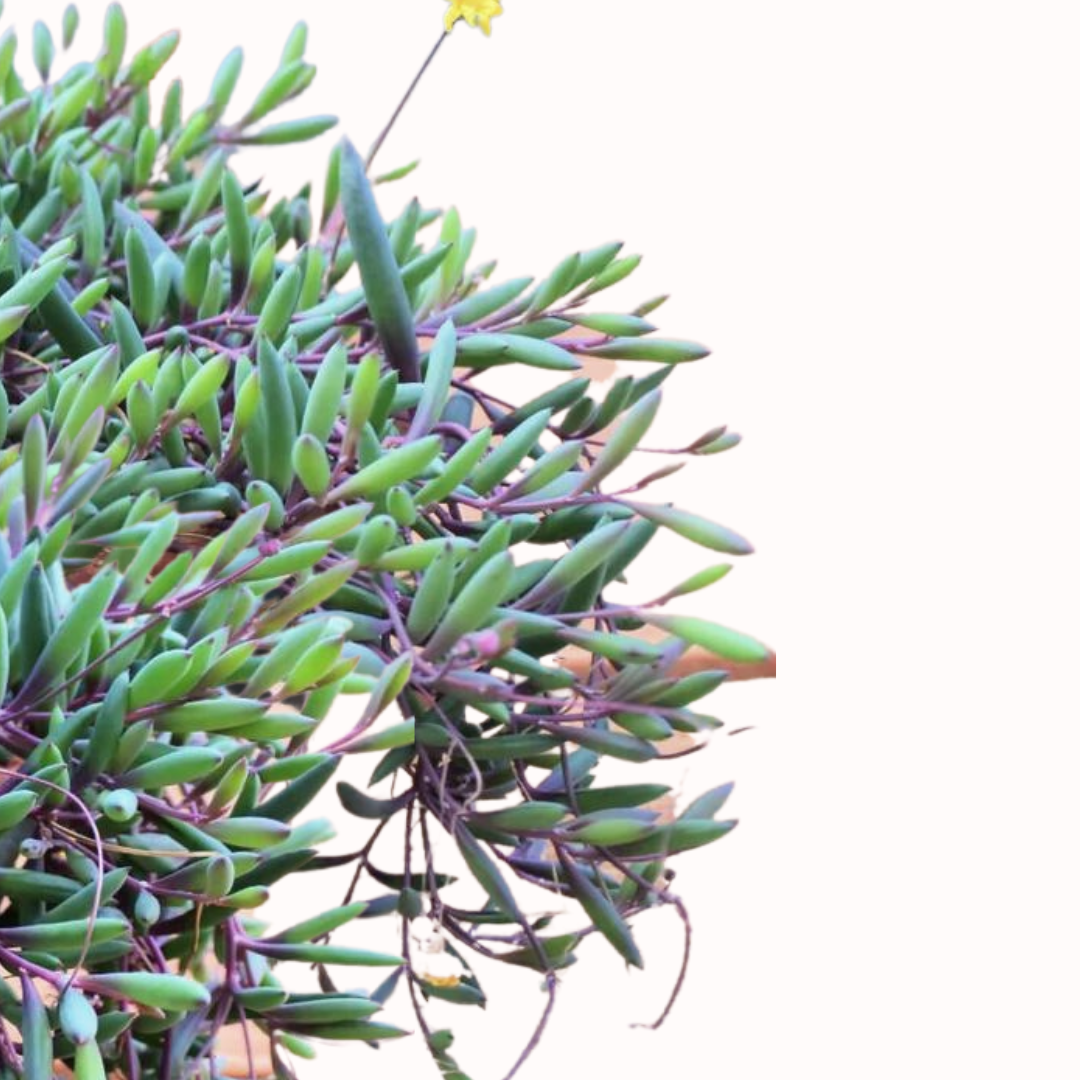 Othonna capensis - Ruby necklace.