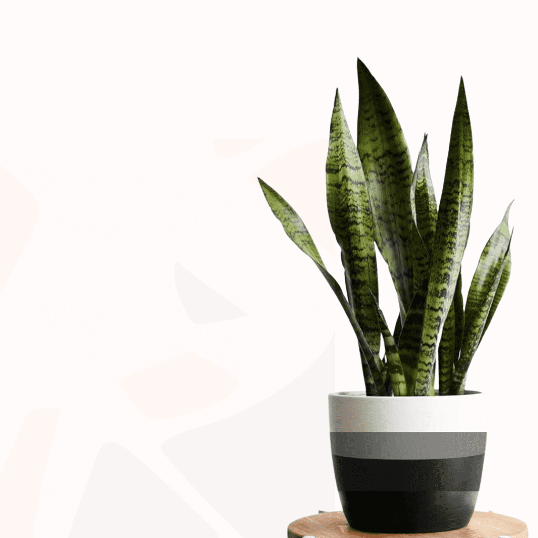 Sansevieria trifasciata - Mother-in-law's tongue (Futura Robusta).