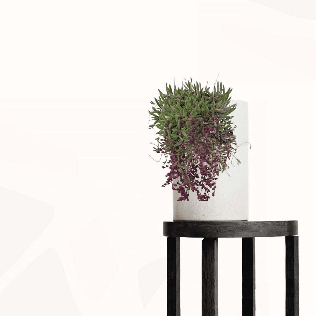 Othonna capensis - Ruby necklace.