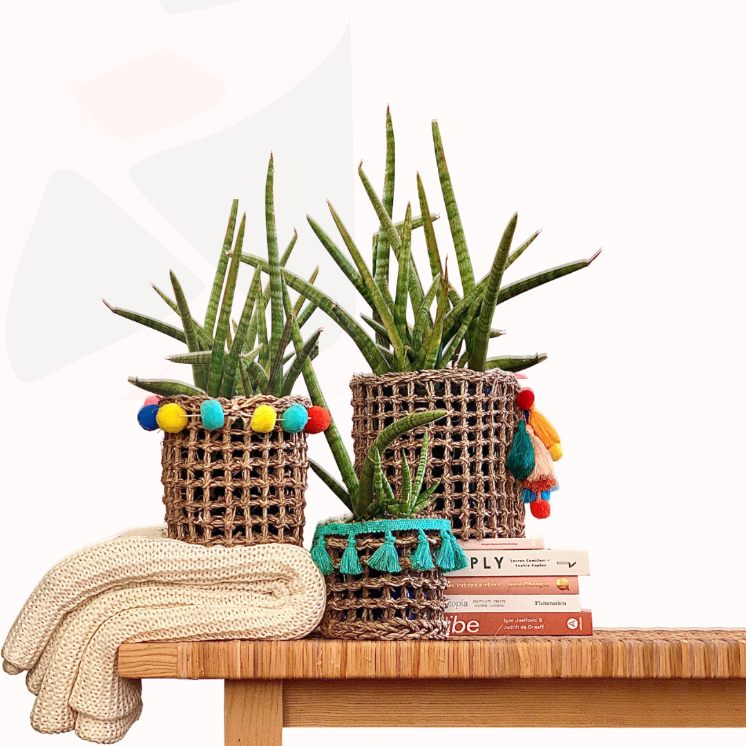 Sansevieria cylindrica - Mother-in-law's tongue (Cylindrical Snake Plant).