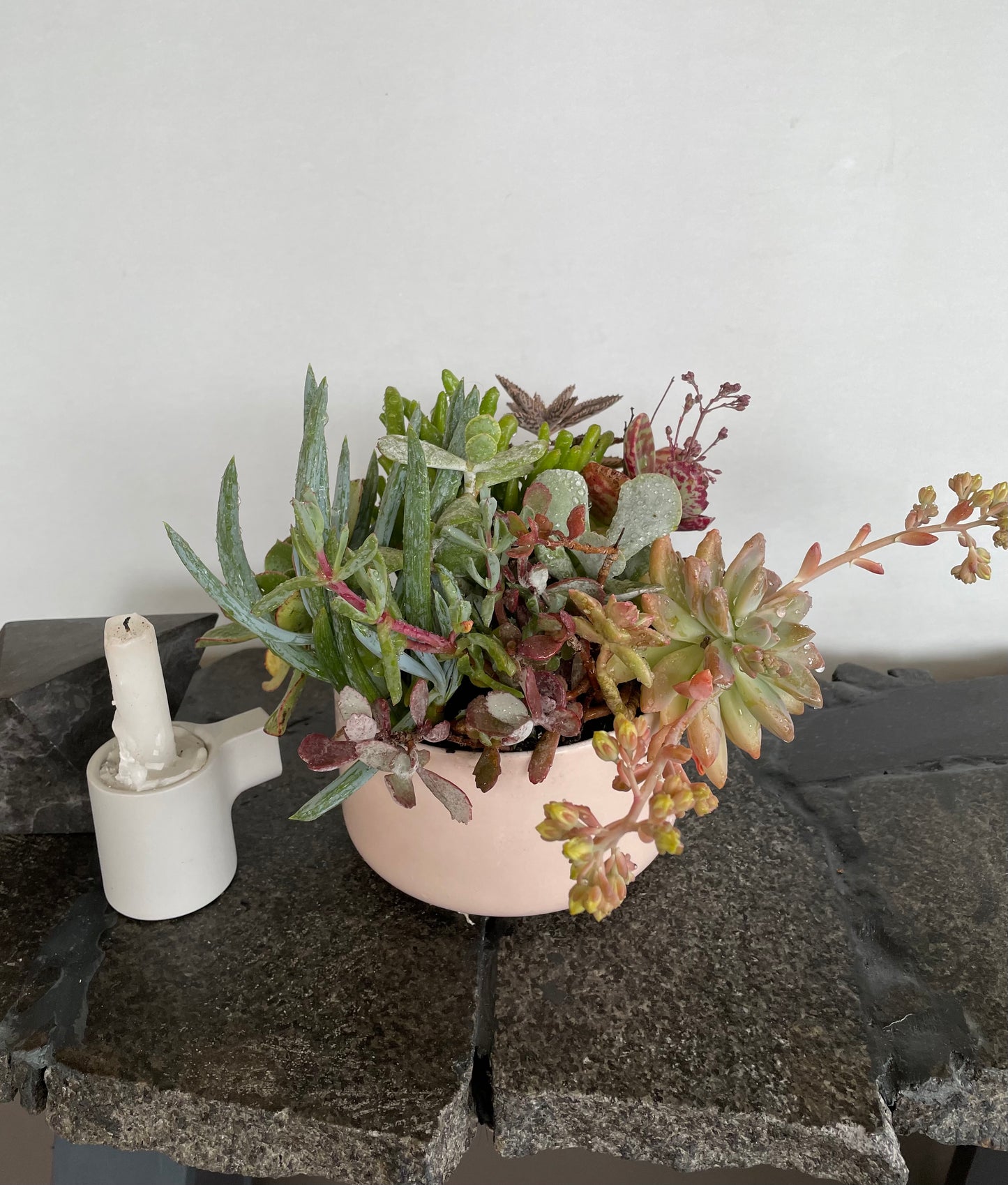 The Flora - Succulent Bowl - Le Botanist