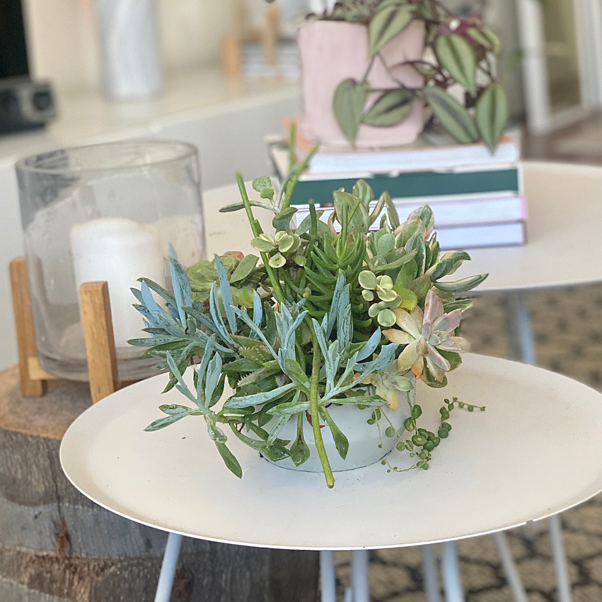 The Branch - Succulent Bowl - Le Botanist