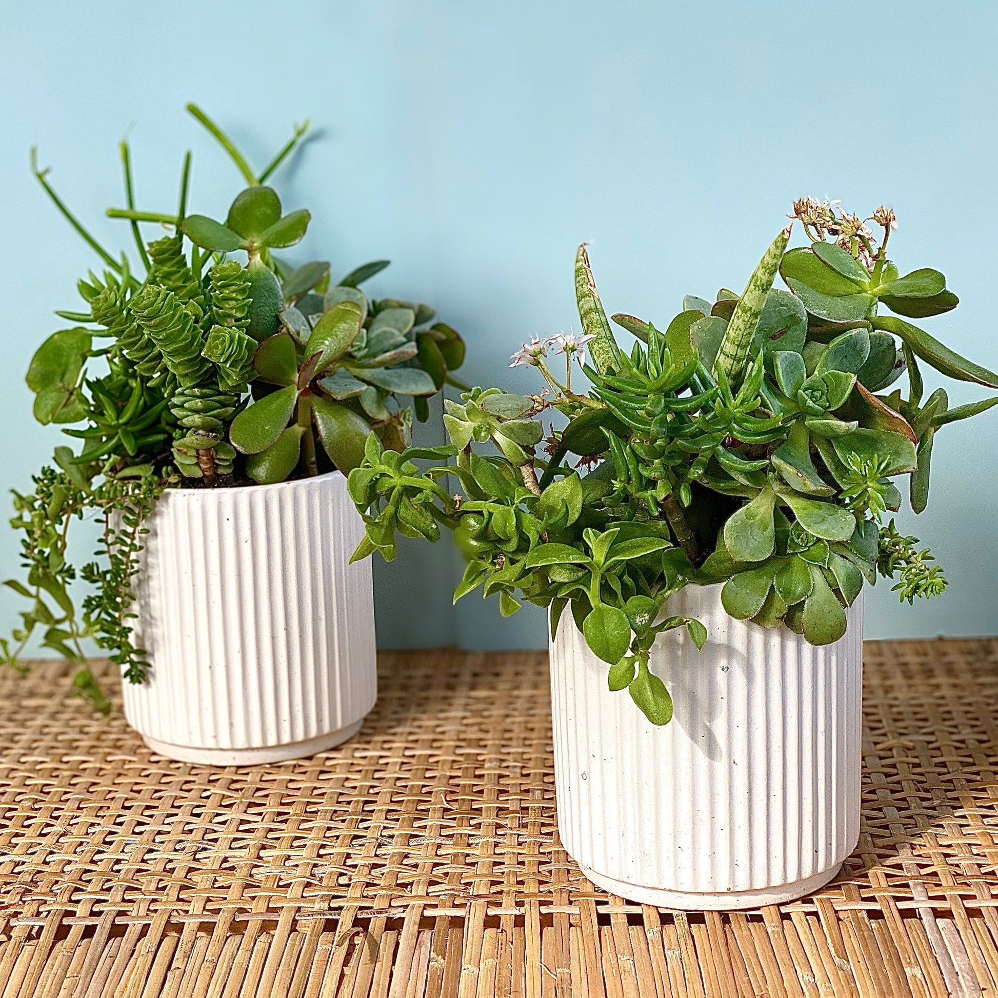 Sweet chive of mine - Always Greener