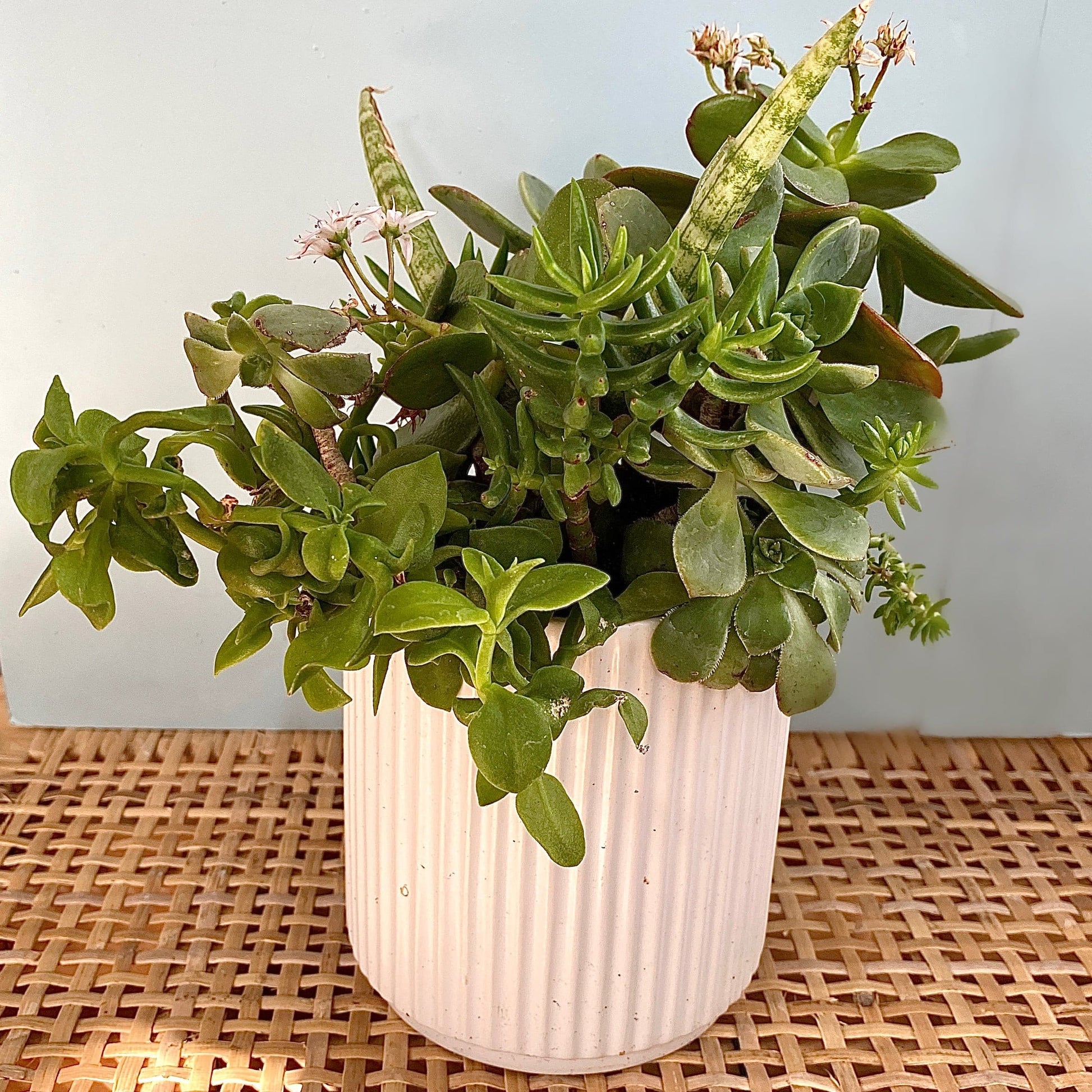 Sweet chive of mine - Always Greener