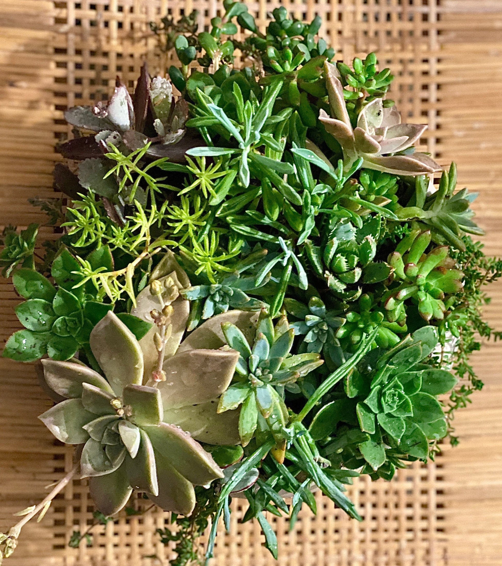 Ain't nobody got thyme for that - Always Greener