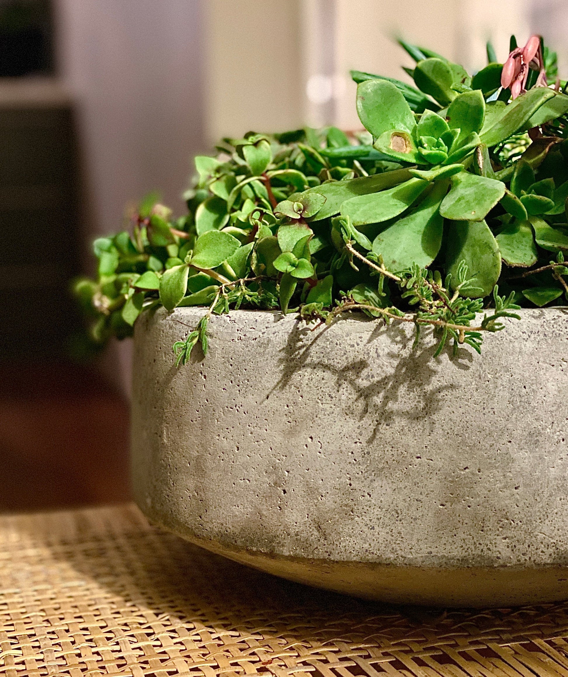 one in a melon - Always Greener