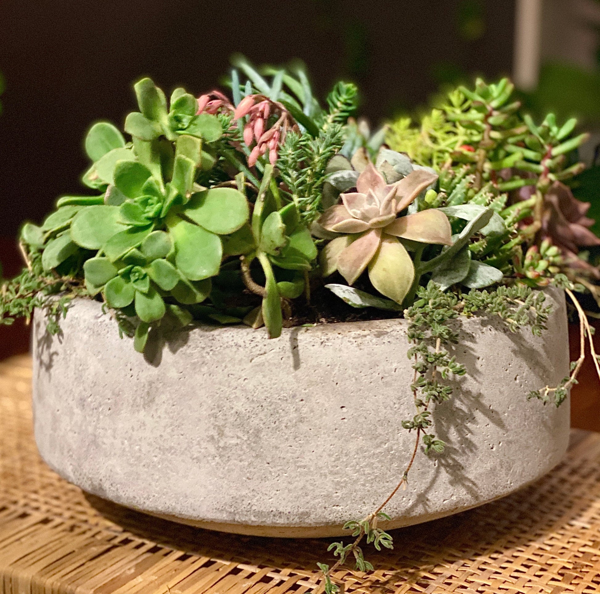 one in a melon - Always Greener