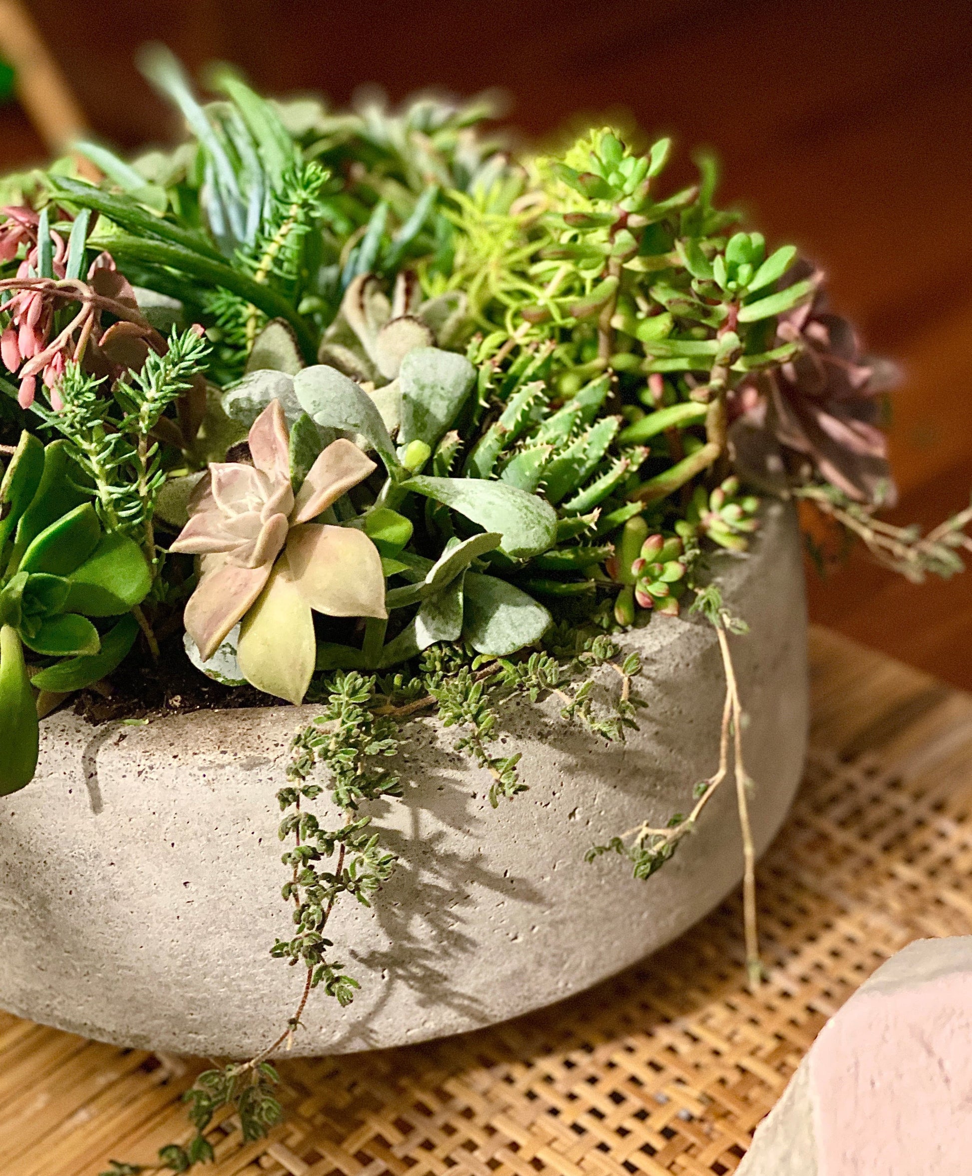 one in a melon - Always Greener