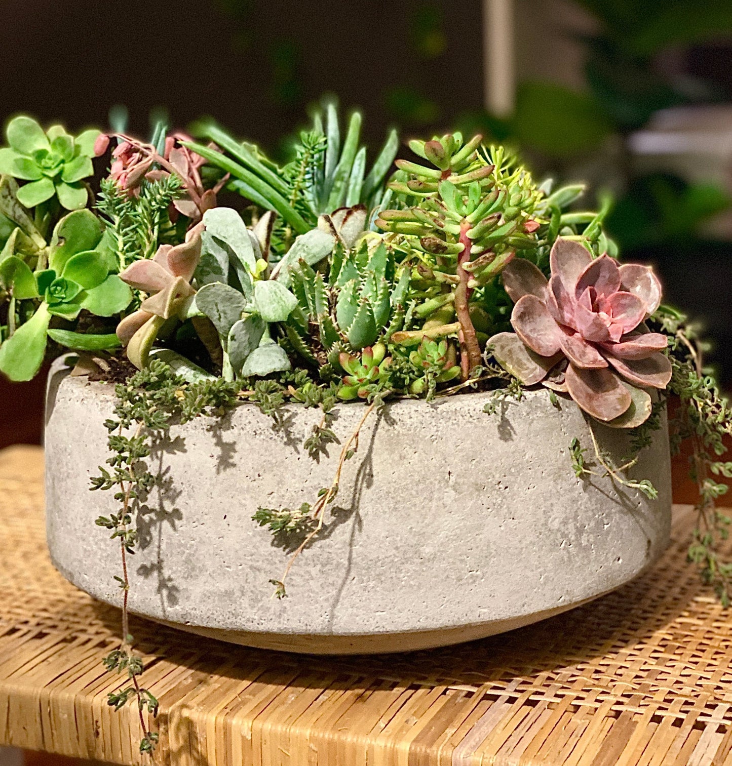 one in a melon - Always Greener