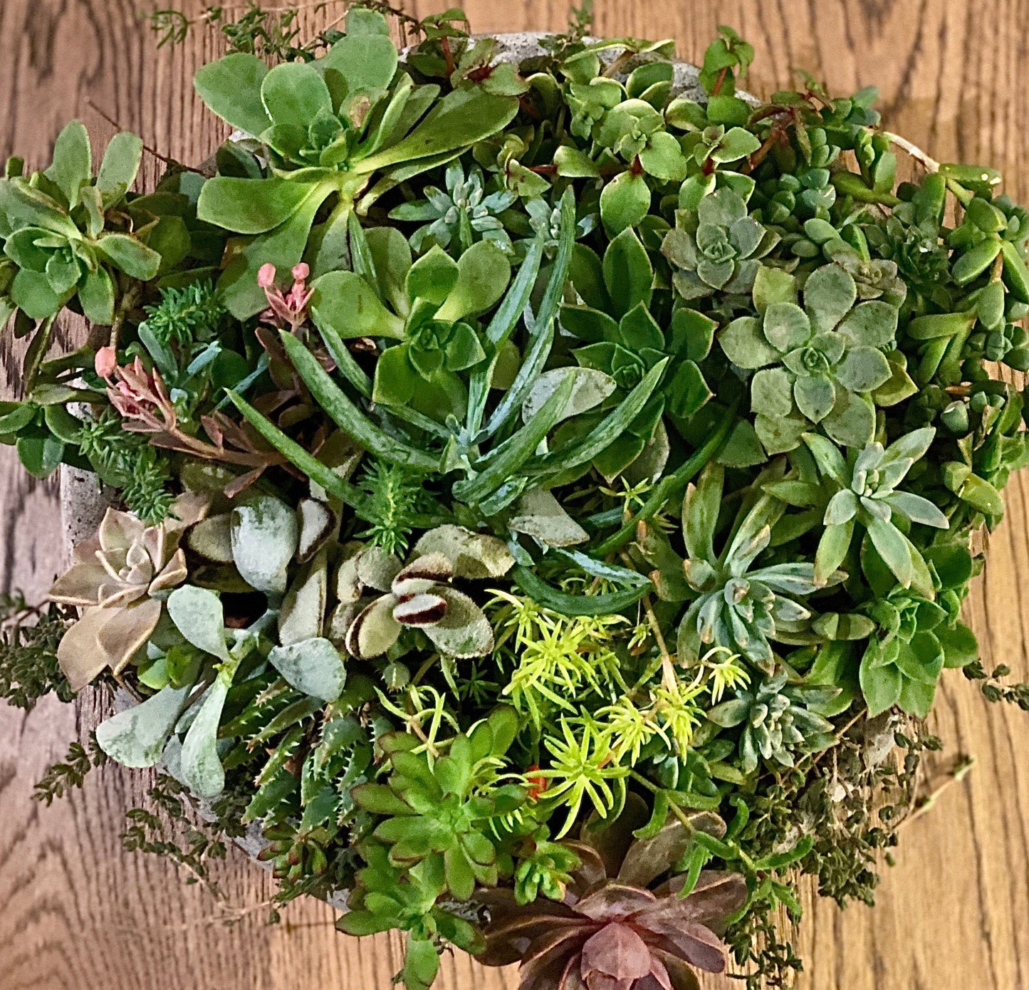 one in a melon - Always Greener