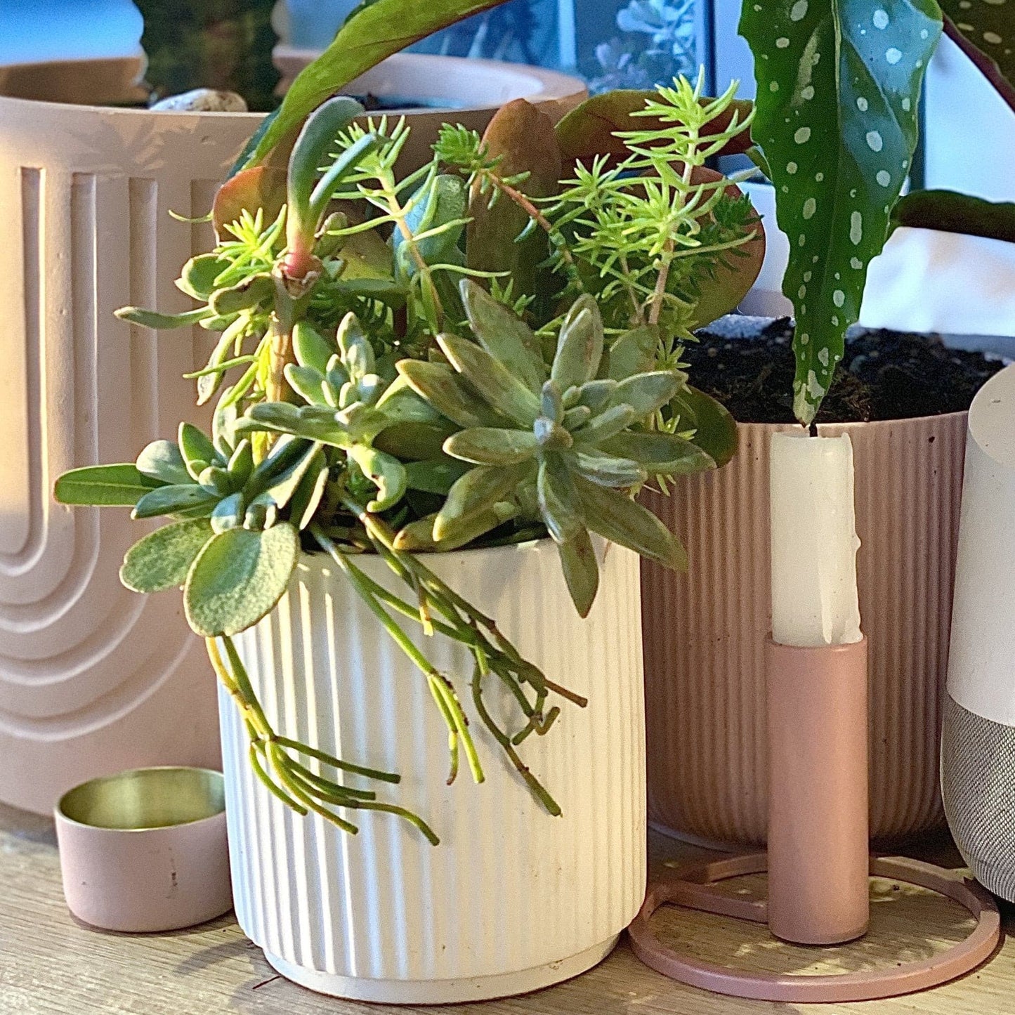 Sweet chive of mine - Always Greener