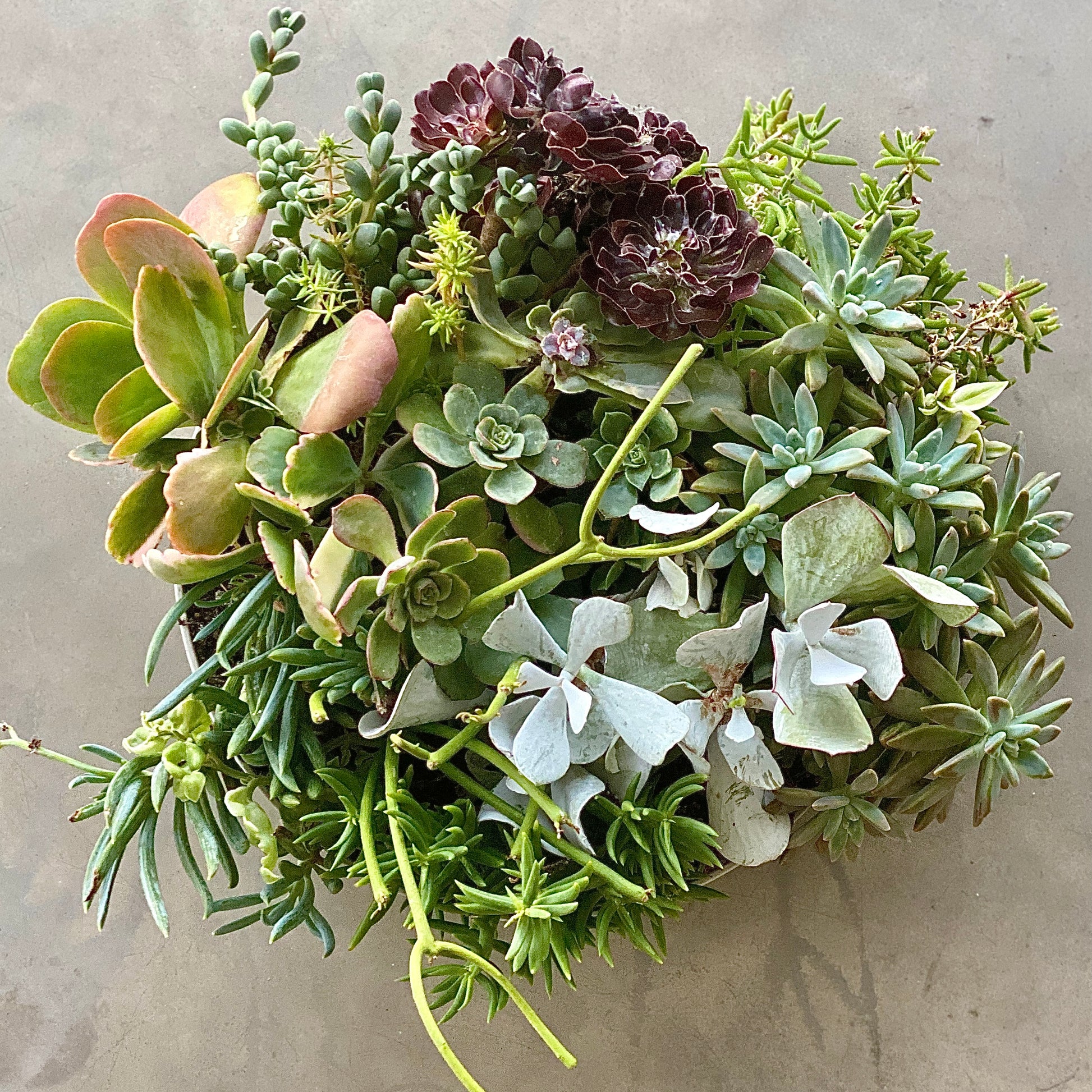 The Branch - Succulent Bowl - Le Botanist