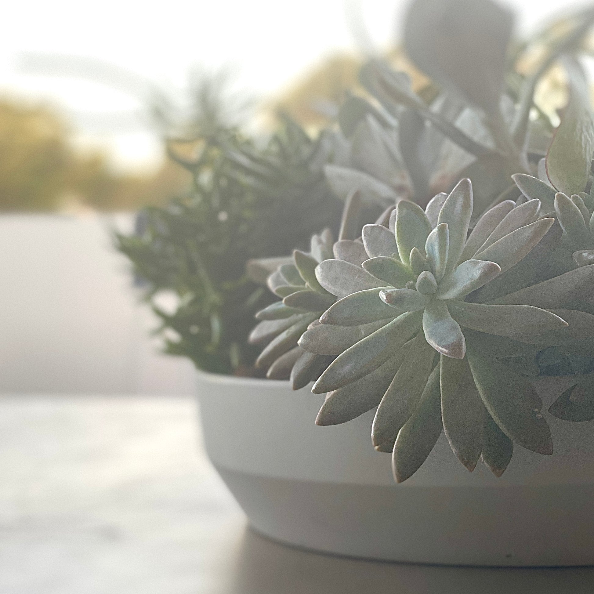 The Branch - Succulent Bowl - Le Botanist