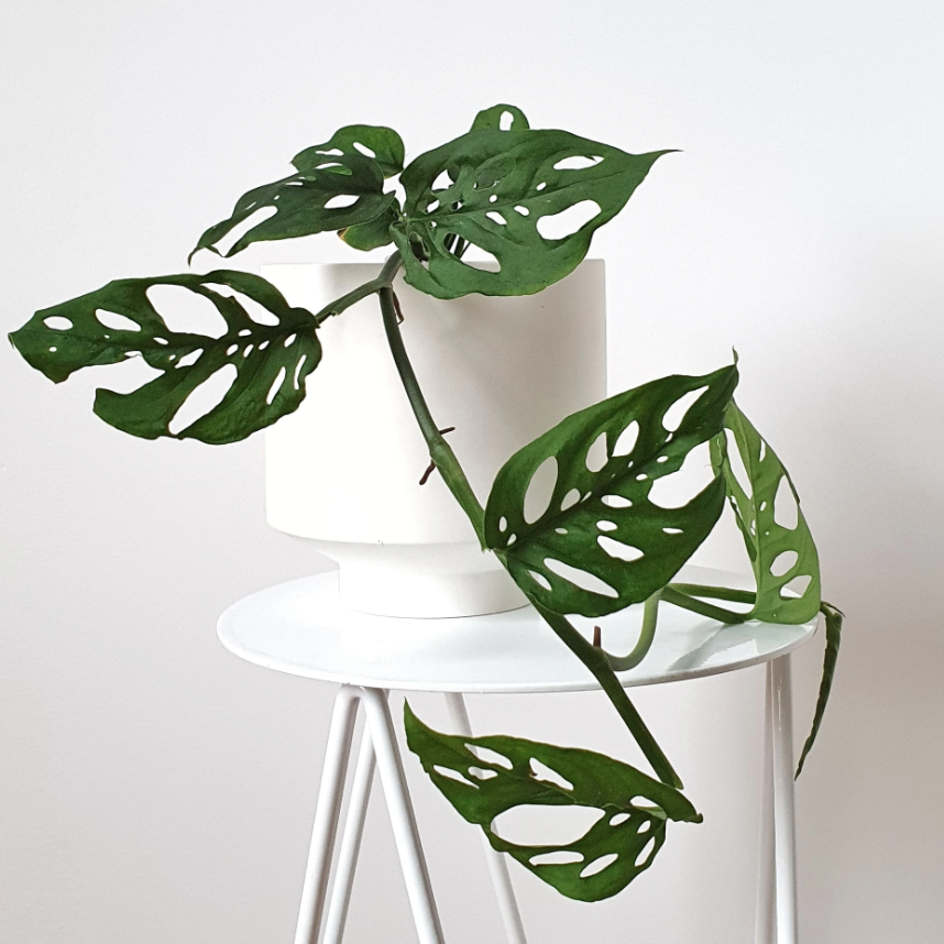 Monstera adansonii - Swiss Cheese Plant - Le Botanist