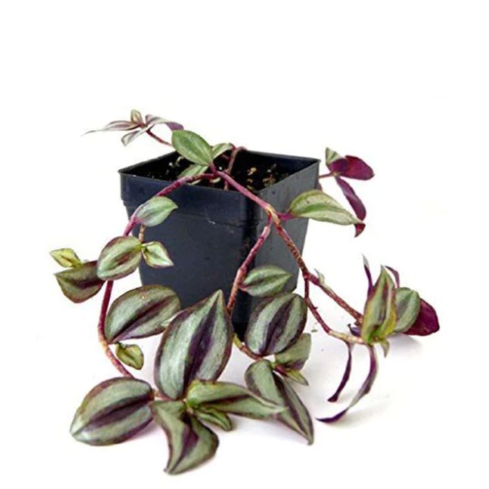 Tradescantia zebrina - Wandering Jew - Le Botanist