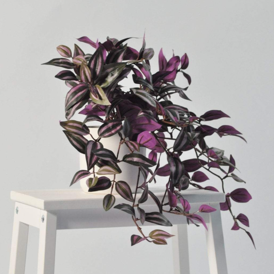 Tradescantia zebrina - Wandering Jew - Le Botanist