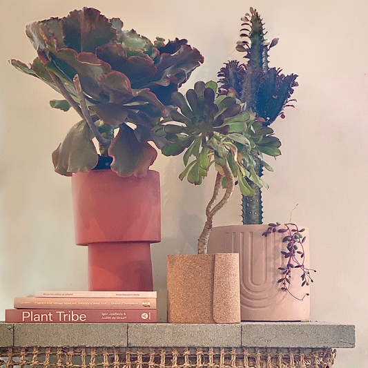 aeonium arboreum irish rose - 1