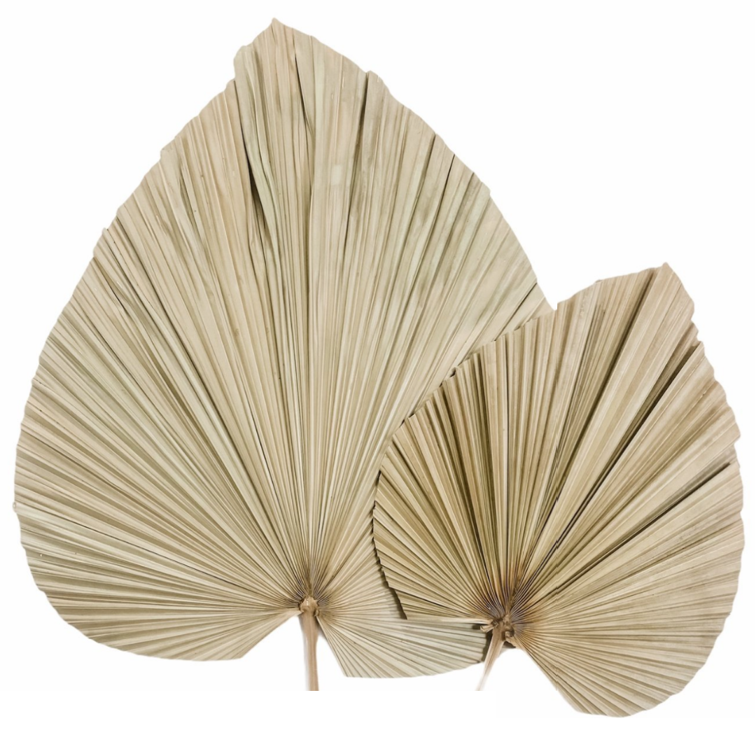 Dried Palm Leaf - Le Botanist