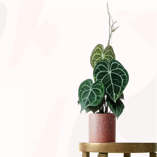 Anthurium clarinervium