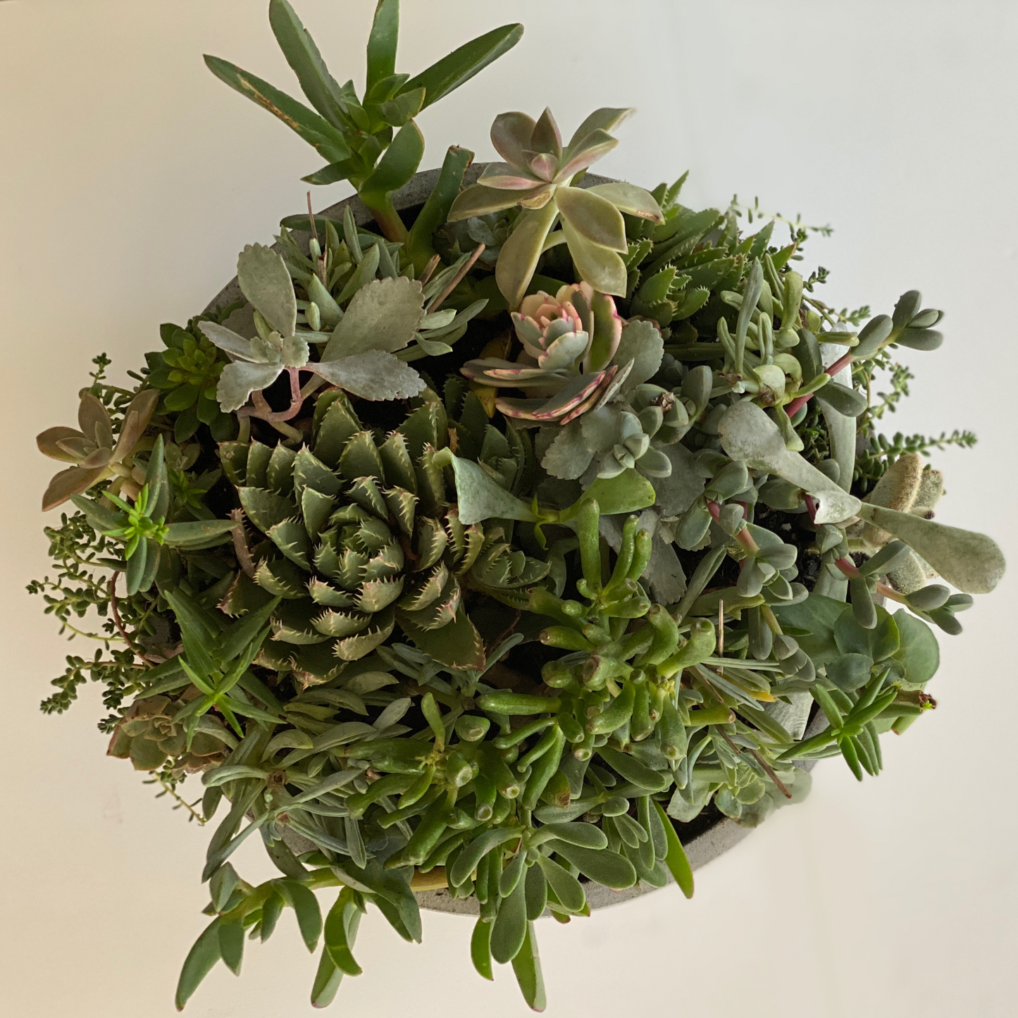 the stone series - Always Greener