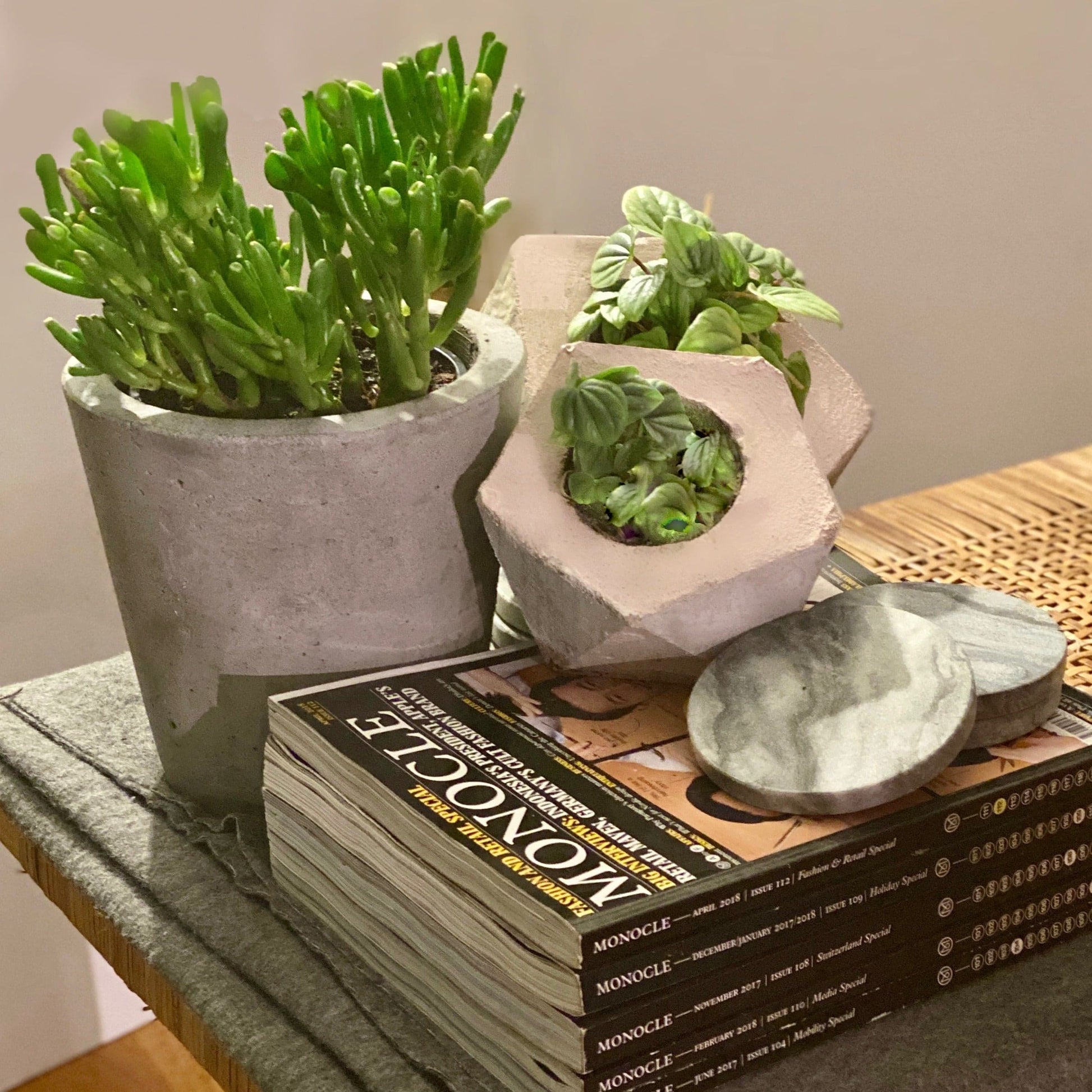 Crassula ovata - hobbit jade plant - Always Greener