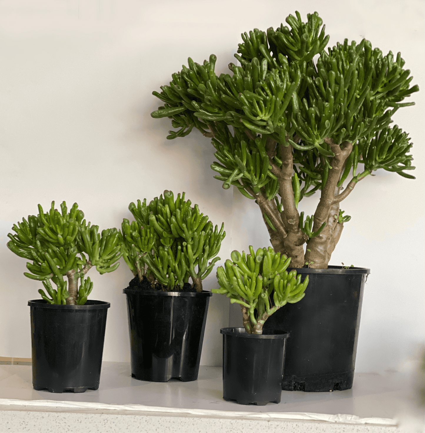 Crassula ovata - hobbit jade plant - Always Greener