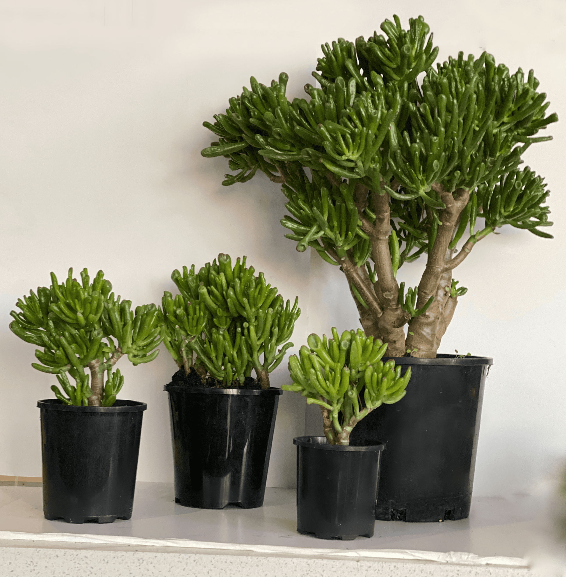 Crassula ovata - hobbit jade plant - Always Greener