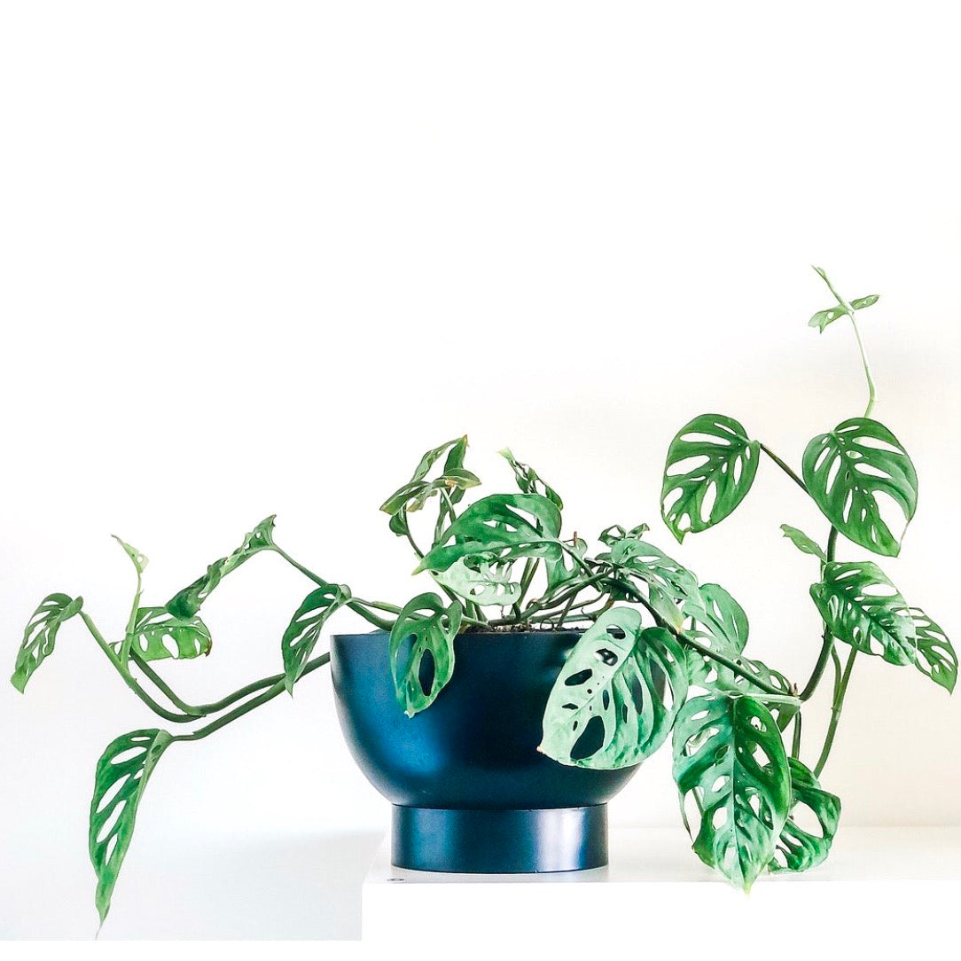 Monstera adansonii - Swiss Cheese Plant - Le Botanist