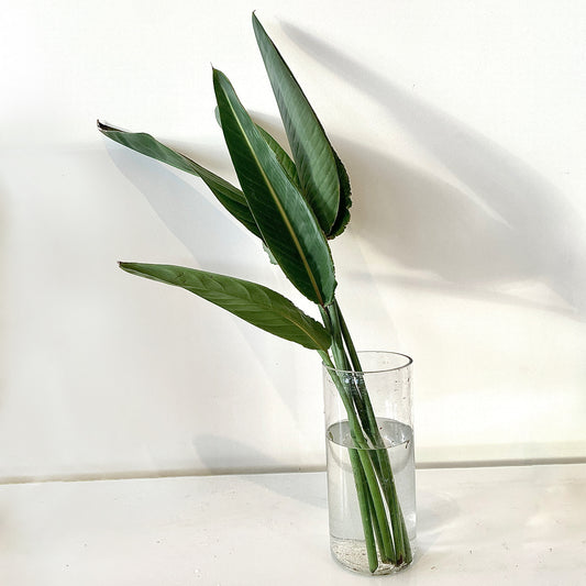 Bird of Paradise Leaf - Le Botanist