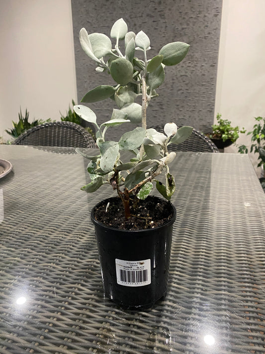 Kalanchoe silver spoon