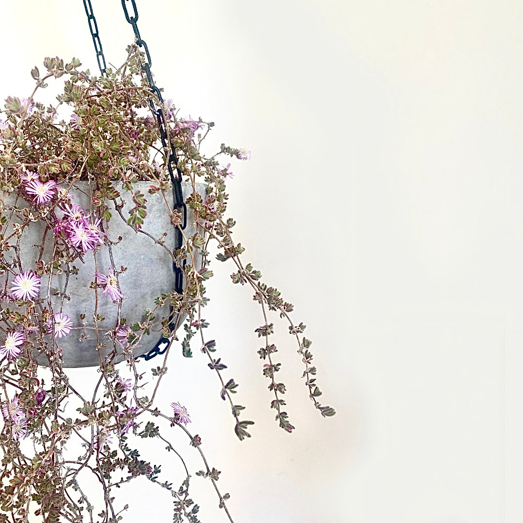 Chain Link Hanging Pot Holder - Le Botanist