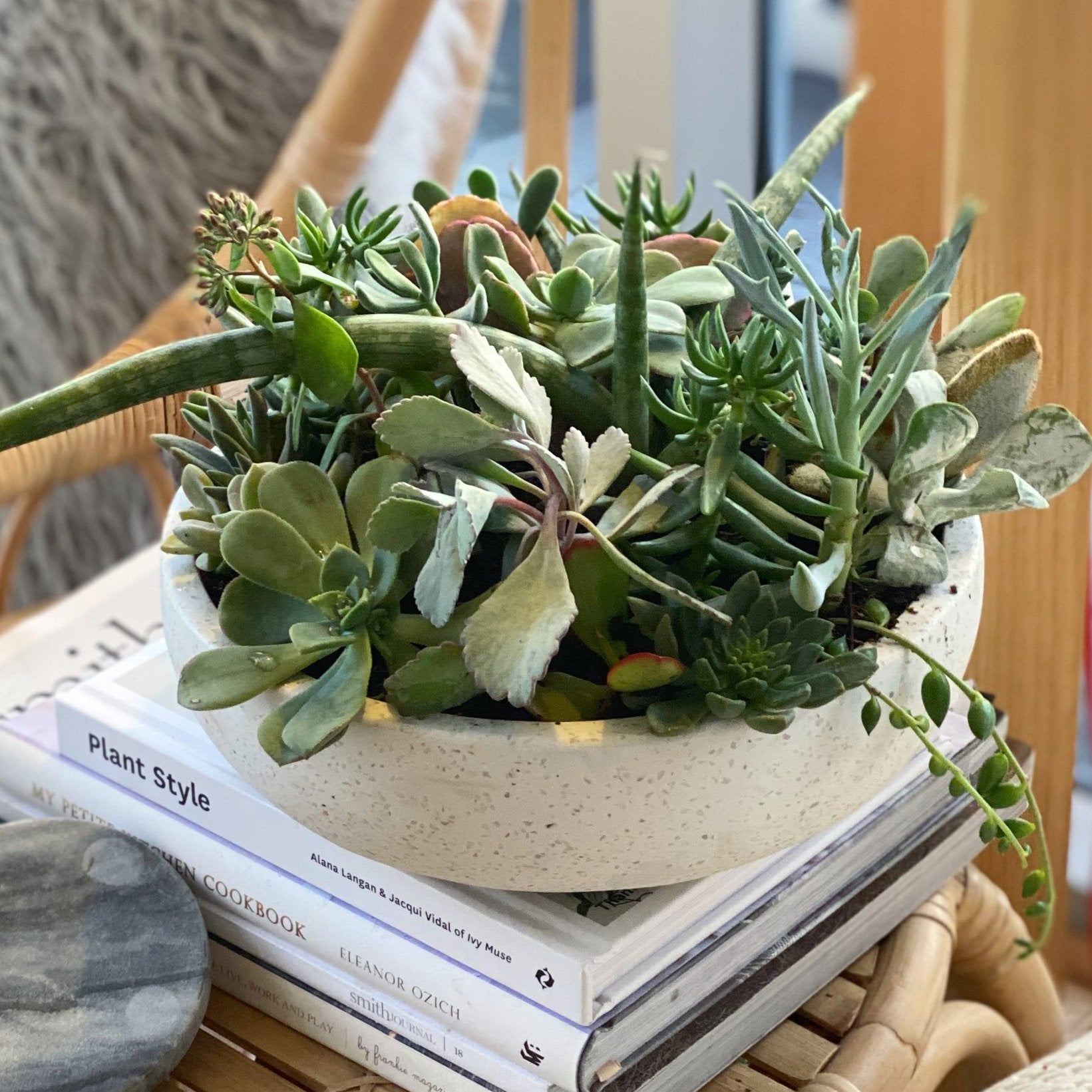 The Thorn - Succulent Bowl - Le Botanist