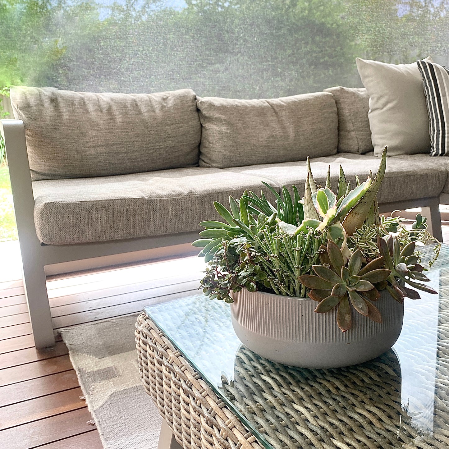 The Frond - Succulent Bowl - Le Botanist