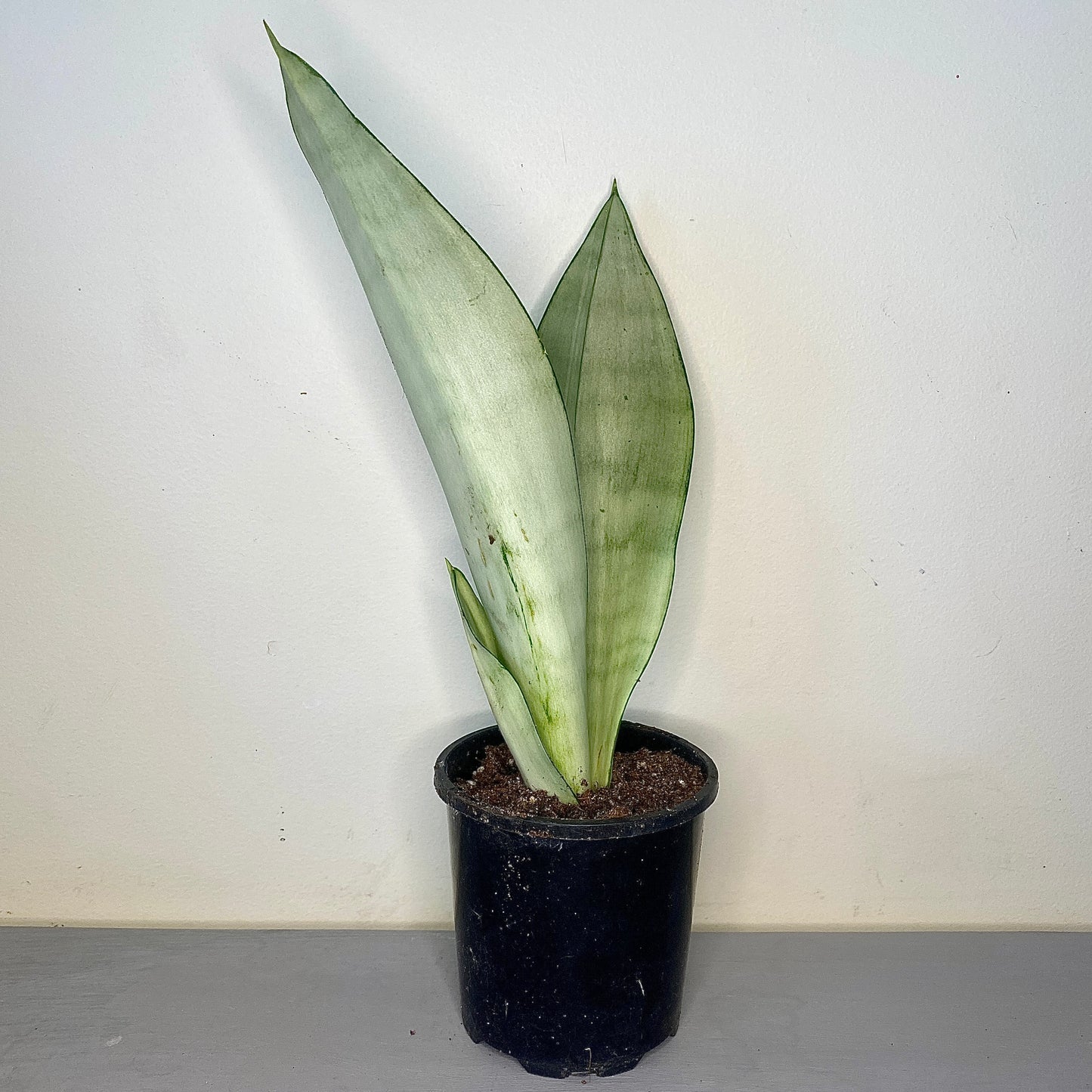 Sansevieria trifasciata - Mother-in-law's tongue (Moonshine) - Le Botanist