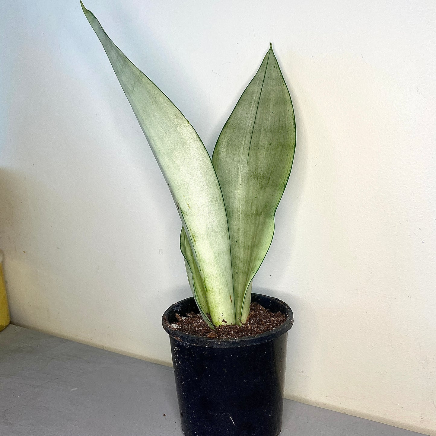 Sansevieria trifasciata - Mother-in-law's tongue (Moonshine) - Le Botanist