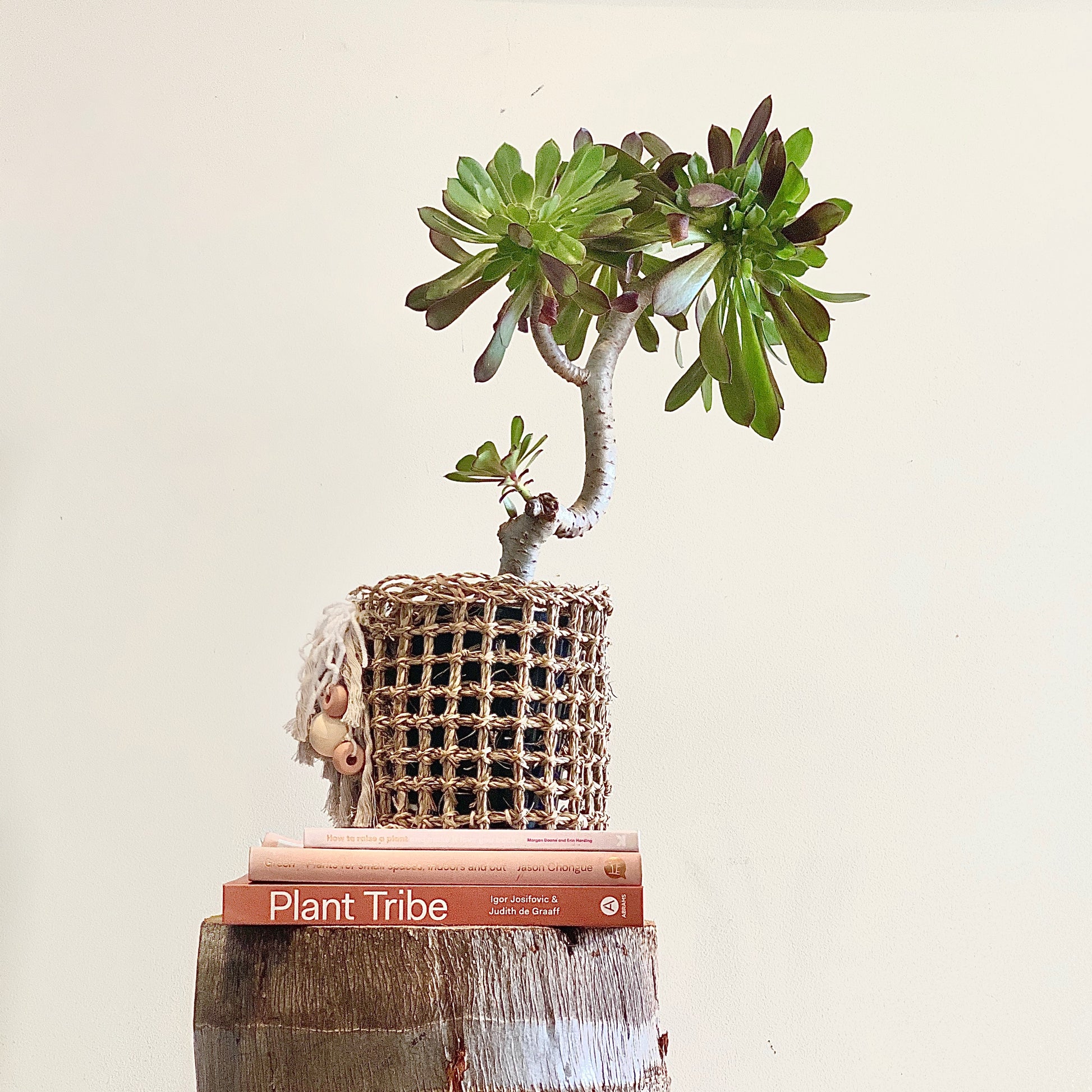 aeonium arboreum irish rose - 0